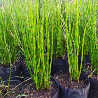 Cây thuyền trúc(trúc không lá)