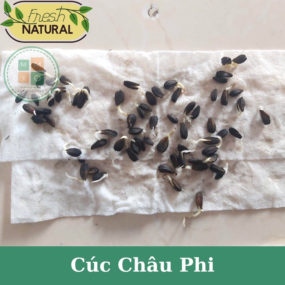 Hạt giống hoa cúc Châu Phi mix màu siêu đẹp - Dễ trồng, hoa nở bốn mùa