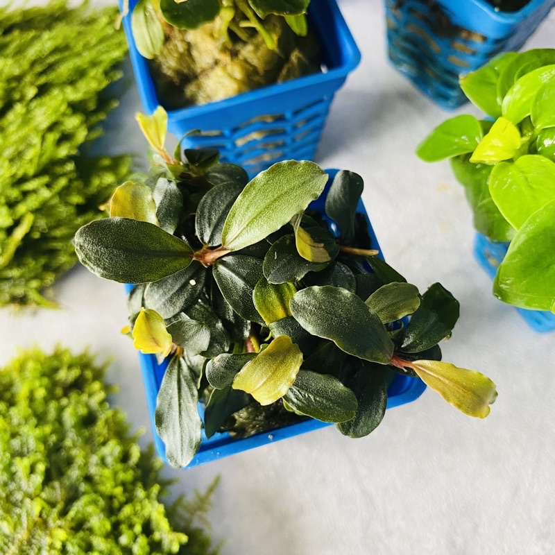 Cây Thuỷ Sinh Bucep Tím - Bucephalandra