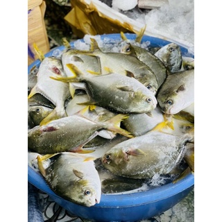 Cá chim vàng anh làm sạch (con 550g-1kg)