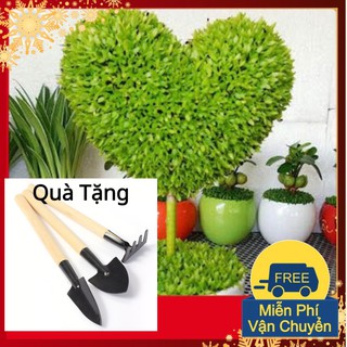 Hạt Giống Cỏ May Mắn Tặng Bộ Dụng Cụ Mini Trồng Cây Tặng Bộ Dụng Cụ Mini Trồng Cây
