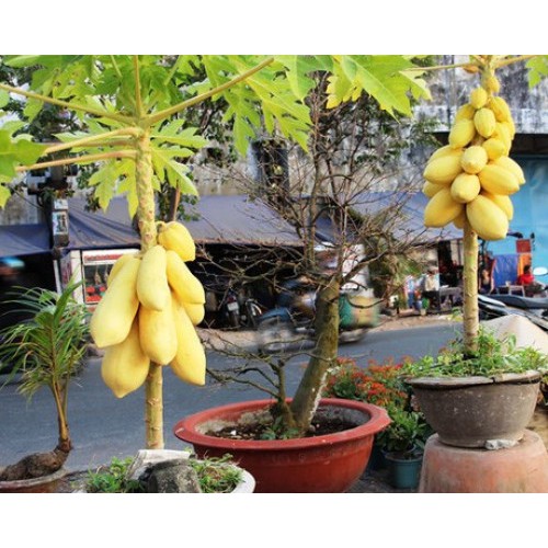 [GIÁ GỐC] Hạt Giống Đu Đủ Vỏ Vàng - 5 hạt