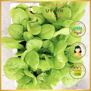 Hạt Giống Xà Lách Rado 357 (10gr)