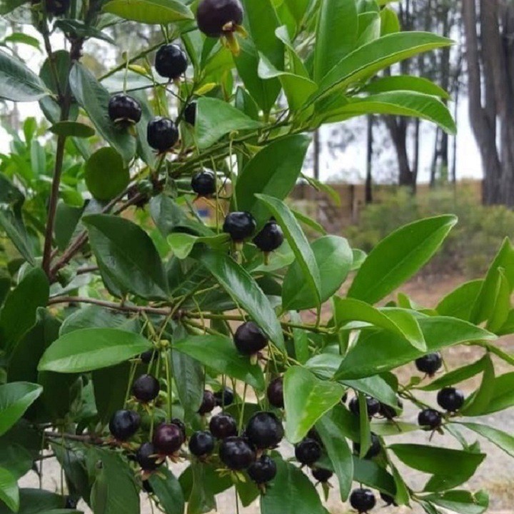 CÂY GIỐNG CHERRY