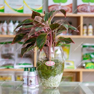 TRIMIX DT HYDROPONIC 100ml - Dung dịch thủy canh cây kiểng169