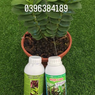 Bộ kích rễ ngọc linh và thối nhũn 24 giờ