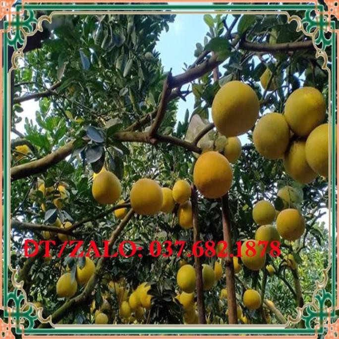 Giống cây ăn quả bưởi diễn + Tặng  phân hữu cơ cao cấp
