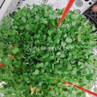 RAU CẢI MẦM THÁI LAN