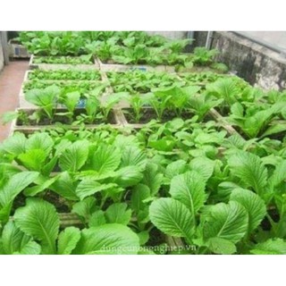 Hạt giống cải bẹ xanh mỡ