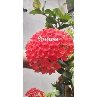 Mẫu đơn bông trang phụng hoàng lửa -bscc