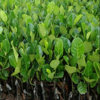 cây mít không hạt