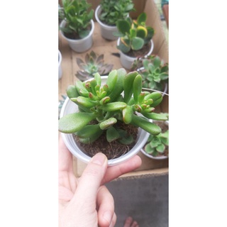 Sen đá Ống điếu size trung cao 15cm