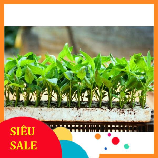 Hạt Giống Dưa Hấu Pepino (20 Hạt) - [MUA 3 TẶNG 1 CÙNG LOẠI] - Giàu Dinh Dưỡng , Năng Suất Cao