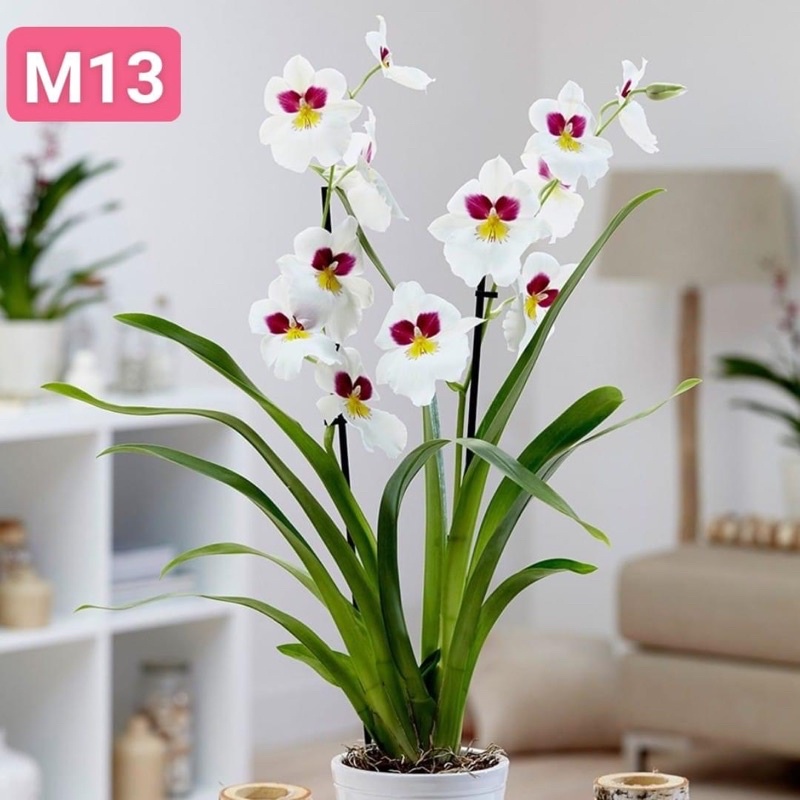 Hoa Lan vũ nữ HOA TẾT kèm phân