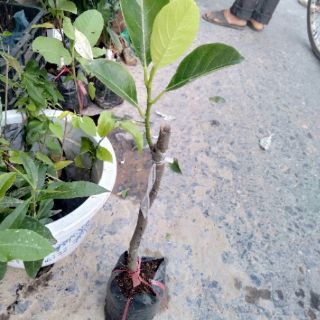 Cây giống mít thái ruột đỏ