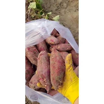 1Kg Khoai lang giống mới bở và ngon - hàng tươi mỗi ngày