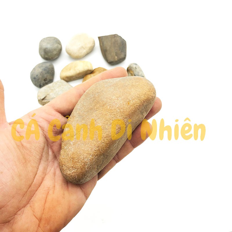 Sỏi đá cuội VÀNG 1KG nhiều màu viên trung trang trí tiểu cảnh hòn non bộ