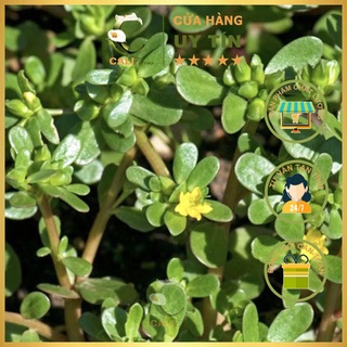 Hạt Giống Rau Sam Rado 683 (1gr)