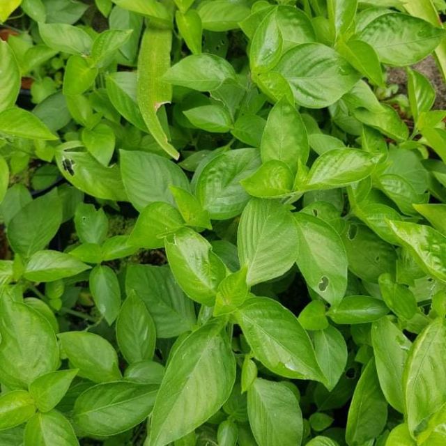 Cây lá cẩm đỏ