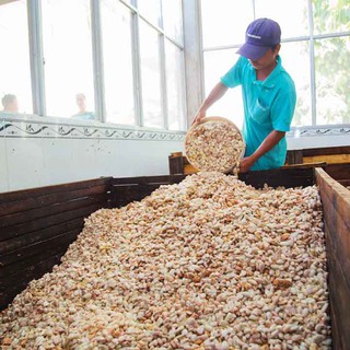 Bột ca cao CacaoMi Premium 470g