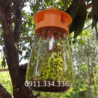 Ruồi Vàng - Bẫy Ruồi Vàng Có Thuốc Ruồi Vàng, Thuốc Dẫn Dụ Ruồi Vàng