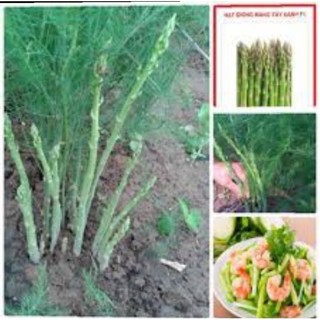 Hạt giống măng tây xanh