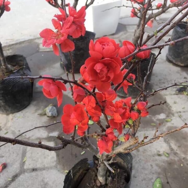 Mai đỏ siêu nụ
