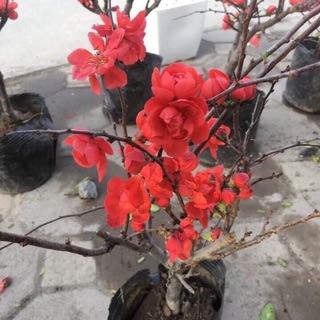 Mai đỏ siêu nụ
