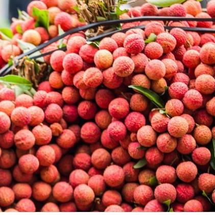 Cây vải thiều không hạt 2 năm ra quả .