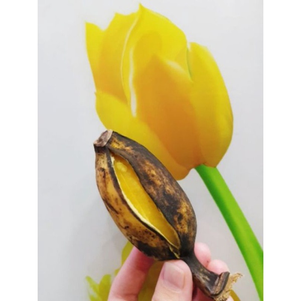 Trái chuối sáp tươi mua về nấu vườn Vĩnh Long trồng sẵn kho tp hcm