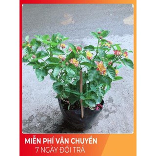 Hoa Ngũ Sắc (có sẵn hoa)