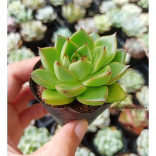 cây sen đá ánh đỏ (Echeveria agavoides Red Blush)