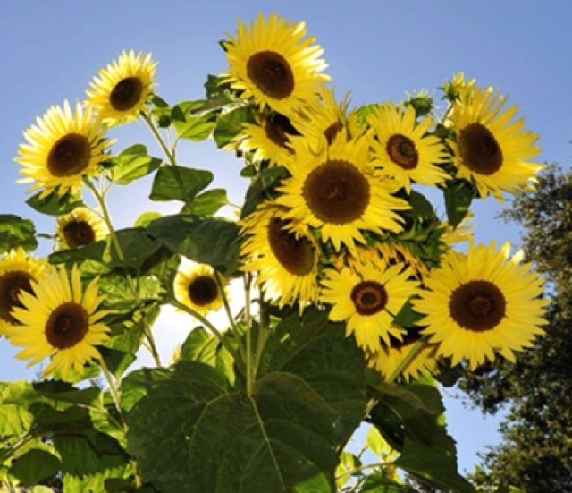 HẠT GIỐNG HƯỚNG DƯƠNG THÁP SIÊU NỤ F1