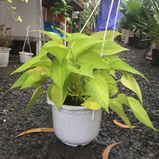 Trầu bà hoàng kim treo