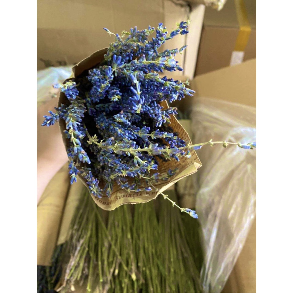 HOA OẢI HƯƠNG KHÔ NHẬP TỪ PHÁP, LAVENDER KHÔ THƠM NGÁT, HOA KHÔ BÓ LÀM QUÀ TẶNG, TRANG TRÍ DECOR, THƠM PHÒNG, CHỐNG MUỖI