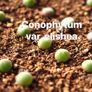 Cây conophytum var.elishae