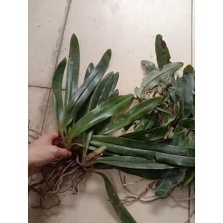 Hoa lan hài hằng(2 cây)