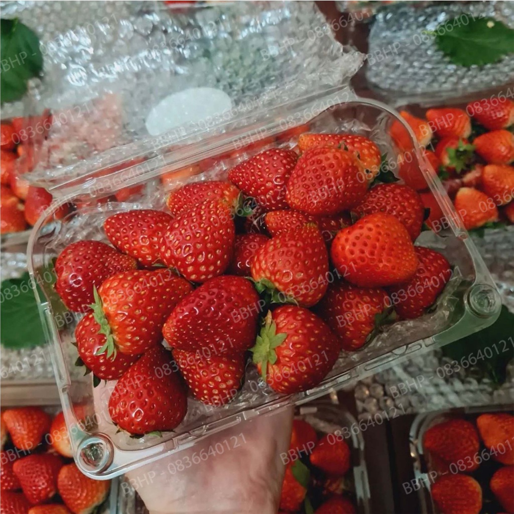 Hộp Jade box P1000B/P500B đựng trái cây 1kg/0,5kg như cherry, dâu, kiwi, mít lọt sẵn