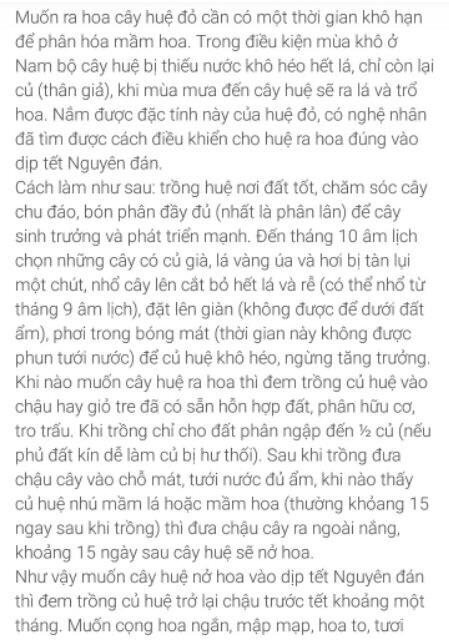 Củ Huệ Tây
