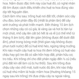 Củ Huệ Tây