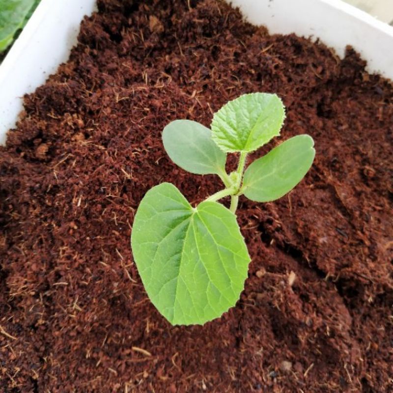 Đất nén sơ dừa hữu cơ dạng viên