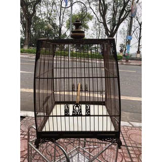 lồng thái đấu chào mào