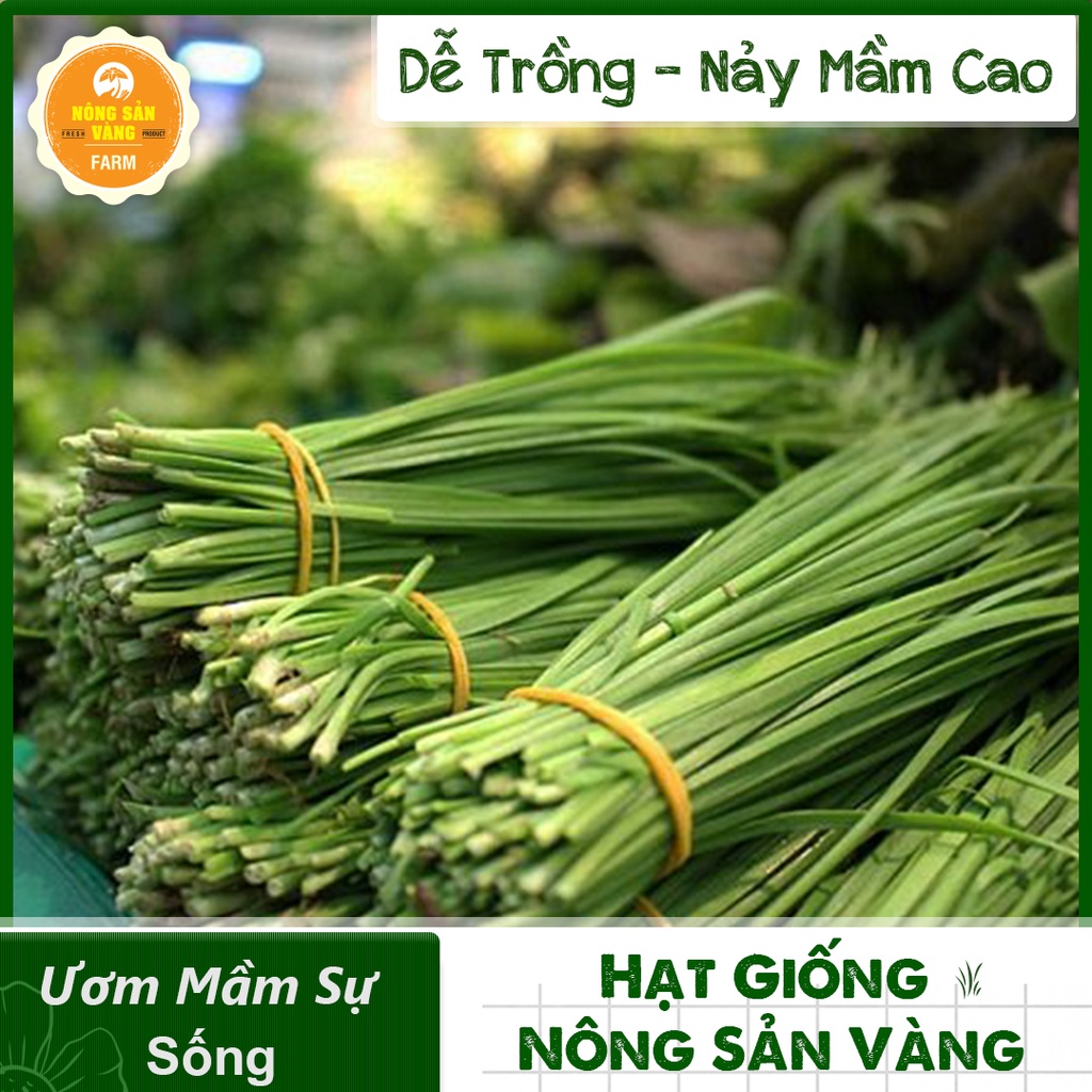 Hạt giống Rau Hẹ Ta ( Gói 1 Gram ) - Nông Sản Vàng