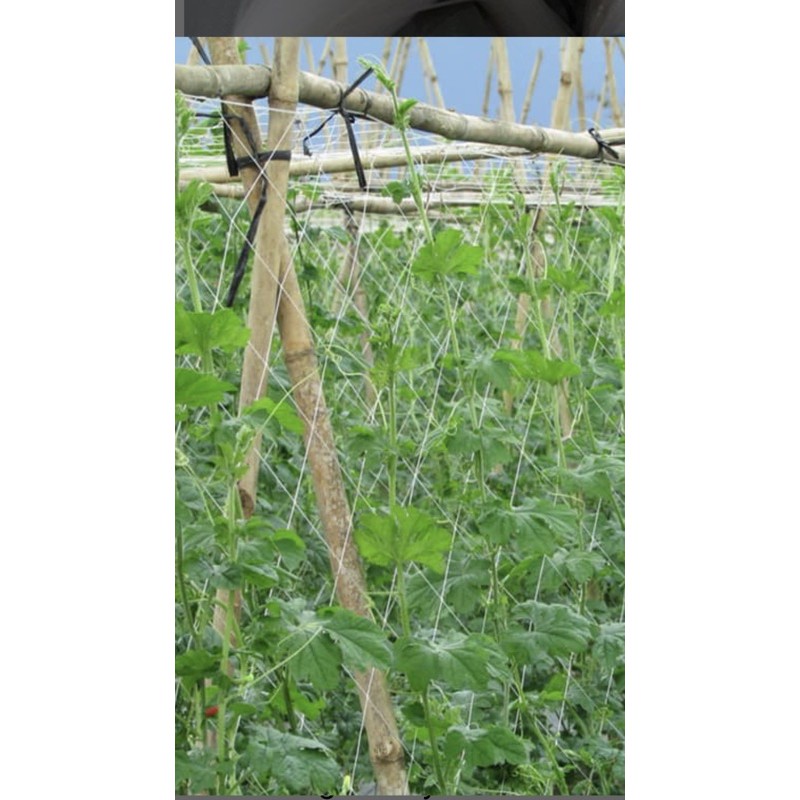 Cuộn  Lưới làm giàn leo Trúc Giang- khổ 1,5m và khổ 2m ( khoảng 2kg)
