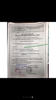 Trà bồ công anh