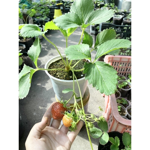 NGÓ GIỐNG DÂU TÂY