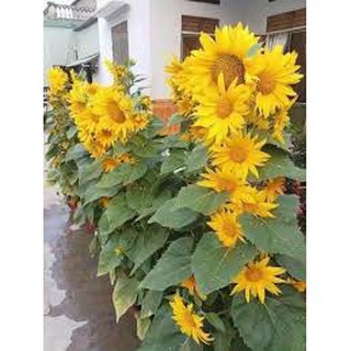 Hạt giống hương dương tháp (tặng kèm phân bón và kích mầm)