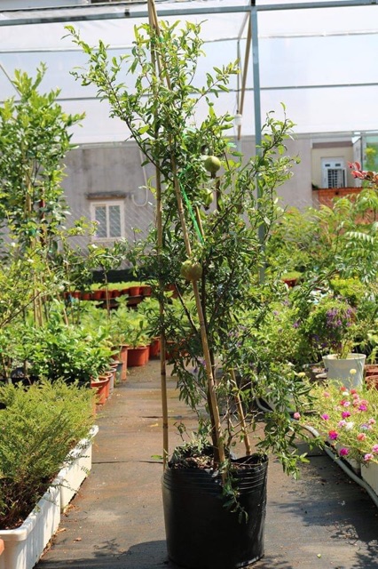 Lựu thái đang trái