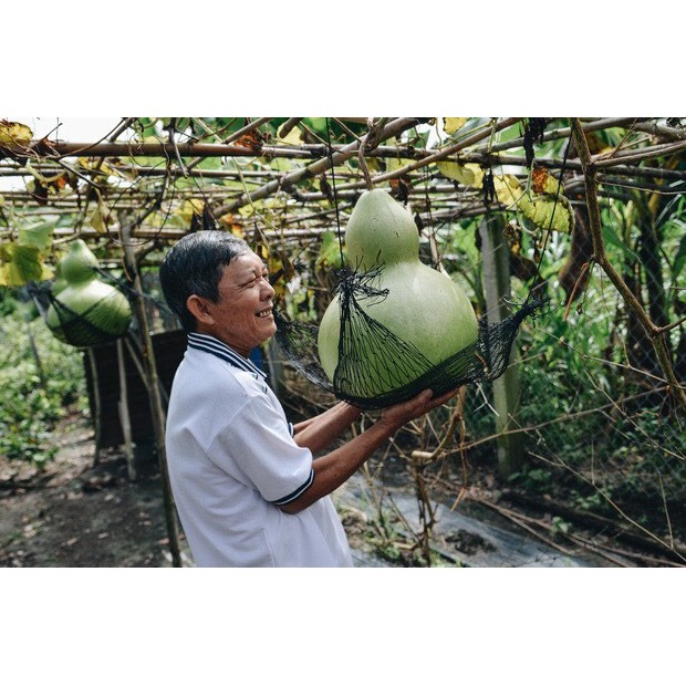 Hạt giống bầu hồ lô khổng lồ gói 5 hạt