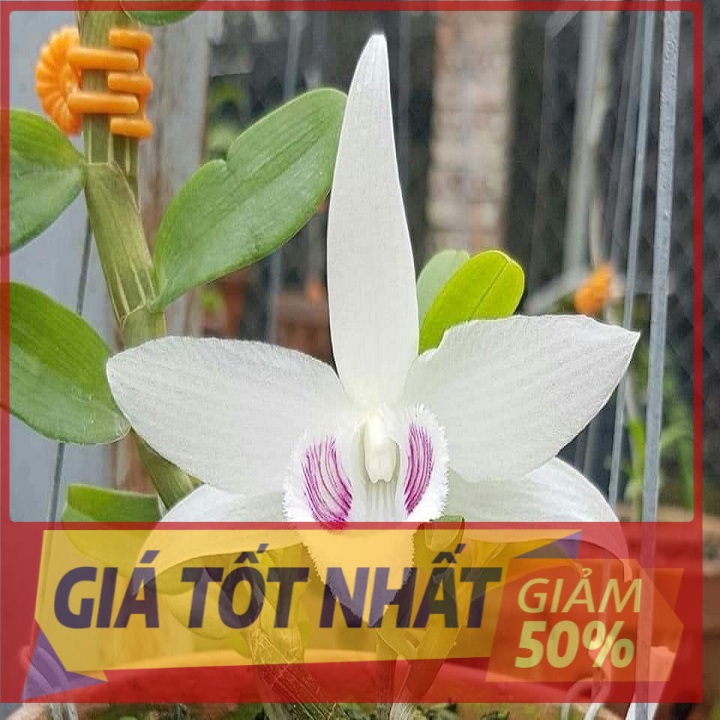 (GIẢM GIÁ) Phi điệp 5ct bảo duy hàng cấy mô